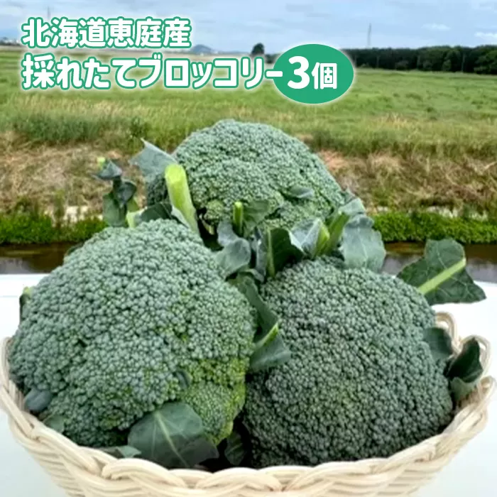 北海道恵庭産採れたてブロッコリー3個【800009】