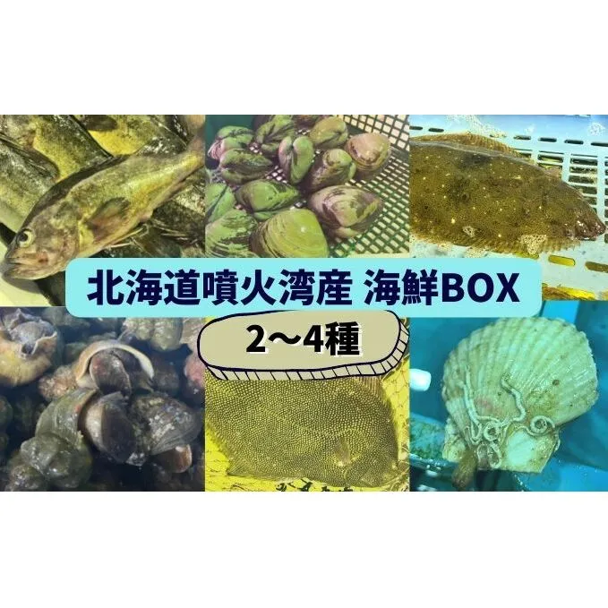 北海道 伊達　噴火湾 水揚げ 今野水産 新鮮 活締め 海鮮 BOX 2～4種セット