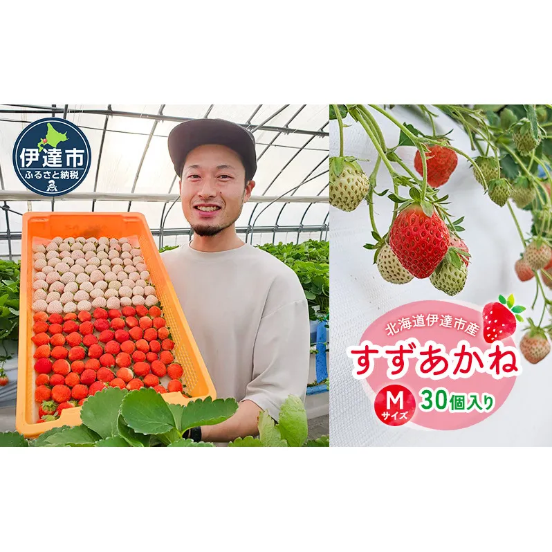 北海道 伊達市 いちご すずあかね Mサイズ 30個入り 苺 イチゴ スイーツ デザート 果物 甘い 赤 鮮やか 新鮮 ケーキ お菓子作り