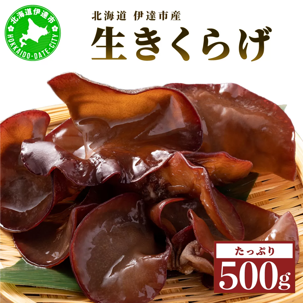 湘南しいたけ 生 きくらげ 500g きくらげ 木耳 キクラゲ 生 ぷりぷり プリプリ こりこり コリコリ 栄養 ヘルシー ダイエット 中華  アレンジ スープ サラダ 新鮮 きのこ キノコ 弾力【農福連携】