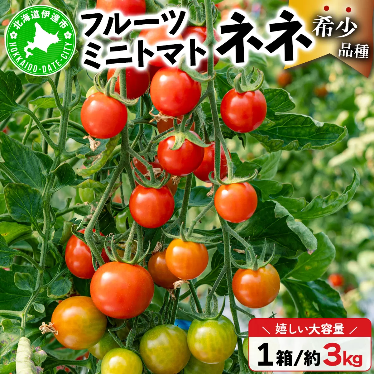  北海道産 ミニトマト ネネ 約3kg フルーツトマト 幻の 高糖度 ジューシー プチ トマト 甘い 濃厚 彩り 鮮やか 希少 お中元 お歳暮 暑中見舞い 帰省土産 ご自宅用 産地直送 大滝農園 送料無料 北海道 