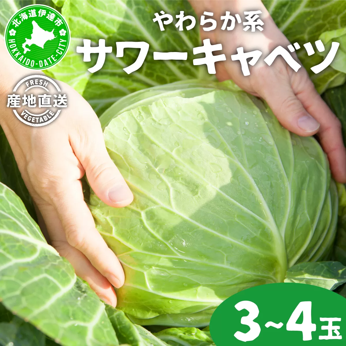 やわらか系サワーキャベツ 3～4玉