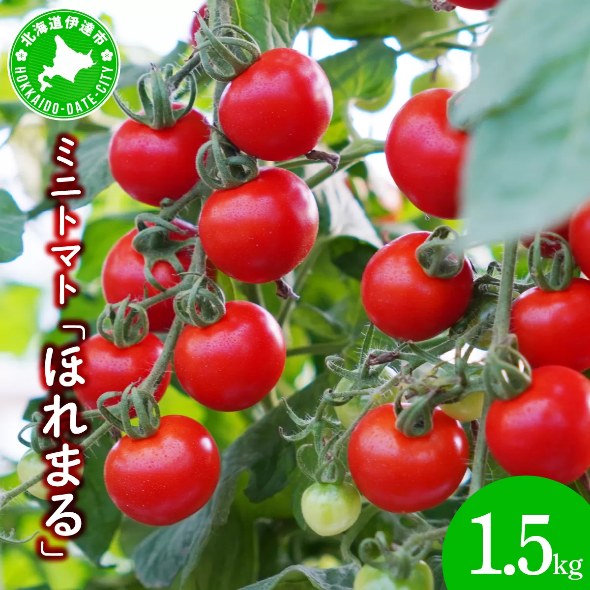 ミニトマト ほれまる 1.5kg