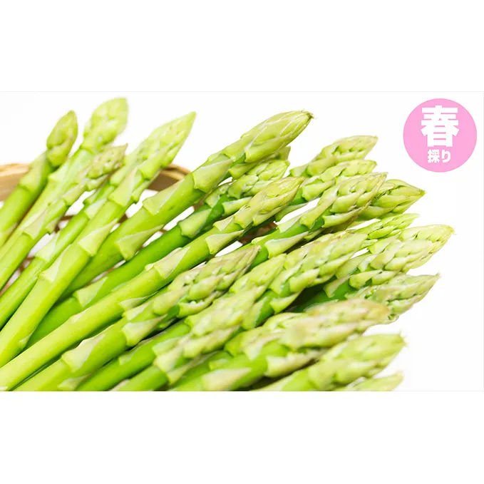 グリーンアスパラガス（春採り）約800g 野菜 1kg ハウス栽培 