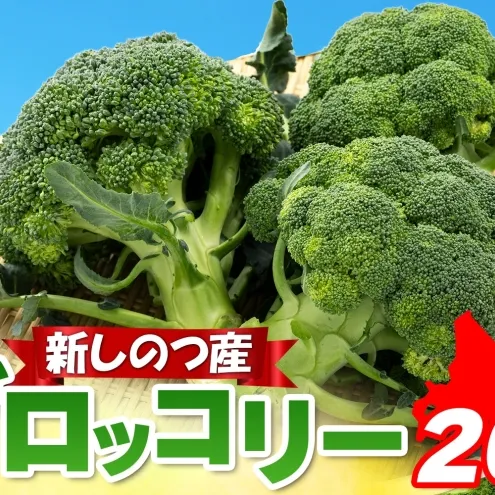 北海道 新しのつ産 ブロッコリー 20玉 グリーン野菜 旬 野菜 甘い お取り寄せ 国産 農作物 JA新しのつ 送料無料 新篠津村