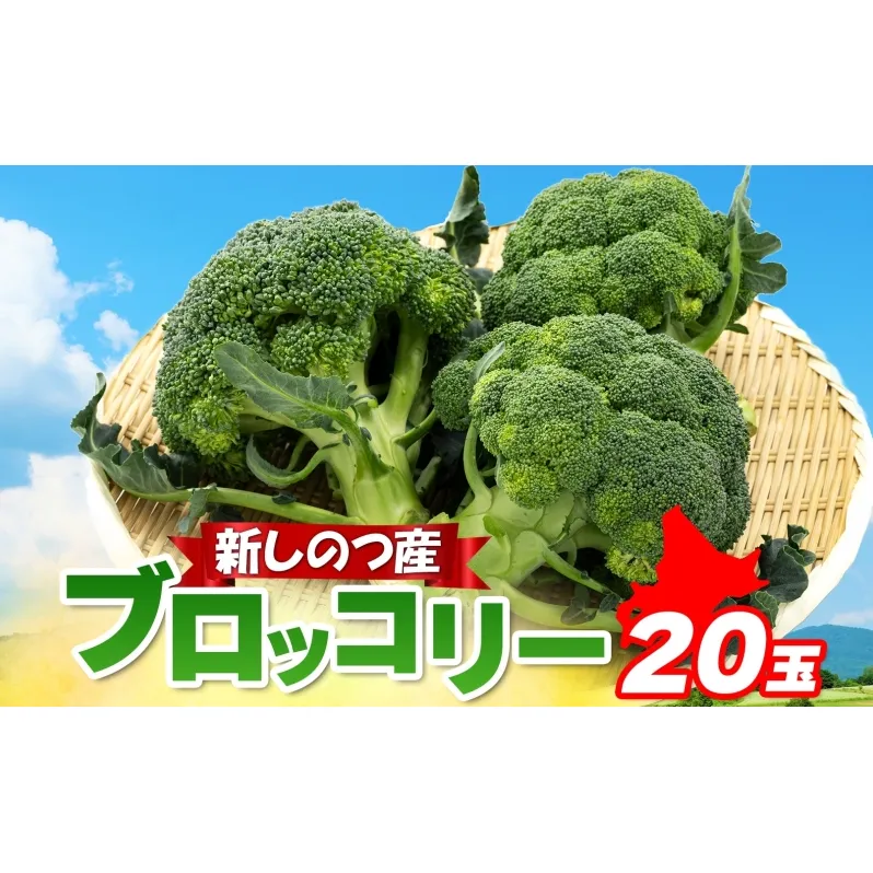 北海道 新しのつ産 ブロッコリー 20玉 冷蔵 野菜 旬 食感 茹でる レンジ サラダ 炒め物 オーブン焼き おかず お弁当 甘い お取り寄せ 国産 農作物 JA 新篠津村