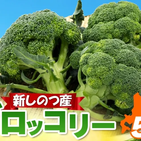 北海道 新しのつ産 ブロッコリー 5玉 グリーン野菜 旬 野菜 甘い お取り寄せ 国産 農作物 JA新しのつ 送料無料 新篠津村