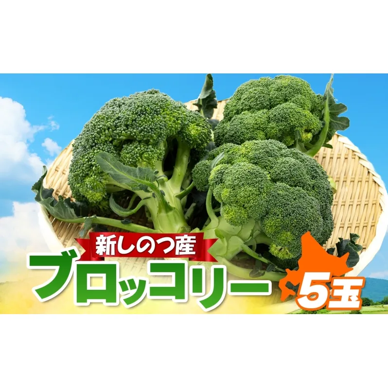 北海道 新しのつ産 ブロッコリー5玉  冷蔵 野菜 旬 食感 茹でる レンジ サラダ 炒め物 オーブン焼き おかず お弁当 甘い お取り寄せ 国産 農作物 JA 新篠津村