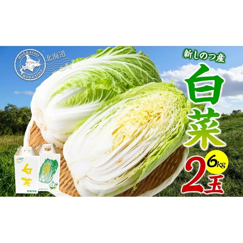 新しのつ産 白菜 2玉 約6kg はくさい ハクサイ 旬 国産 新鮮 北海道産 甘い シャキシャキ 漬物 冬料理 鍋 キムチ サラダ 産地直送 お取り寄せ 北海道 新篠津村 
