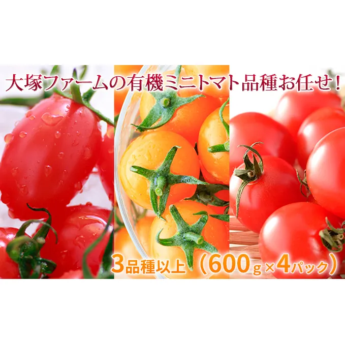 大塚ファームの 有機 ミニトマト 3品種以上（600g×4P）北海道 新篠津村 ミニトマト  限定 とまと 送料無料 野菜 ミニトマト 
