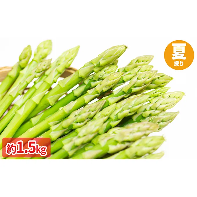 約1.5kg！［北海道新しのつ産］グリーンアスパラガス（夏採り） 野菜 