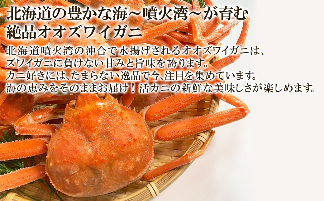 訳あり】北海道産 活オオズワイガニ 3kg 約10～18尾 かに 蟹 ず