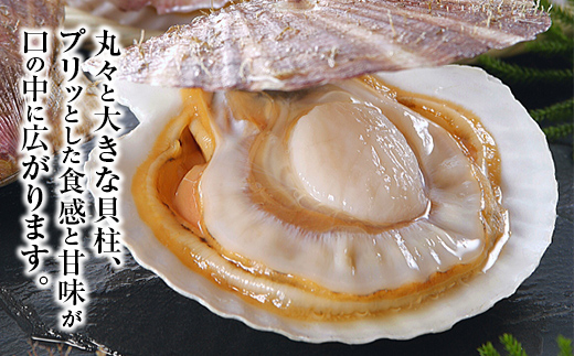 mitsu活ホタテ15枚 先行予約】北海道森町産 活ホタテ3年貝 2.5kg（約10-15枚）（2024年2月