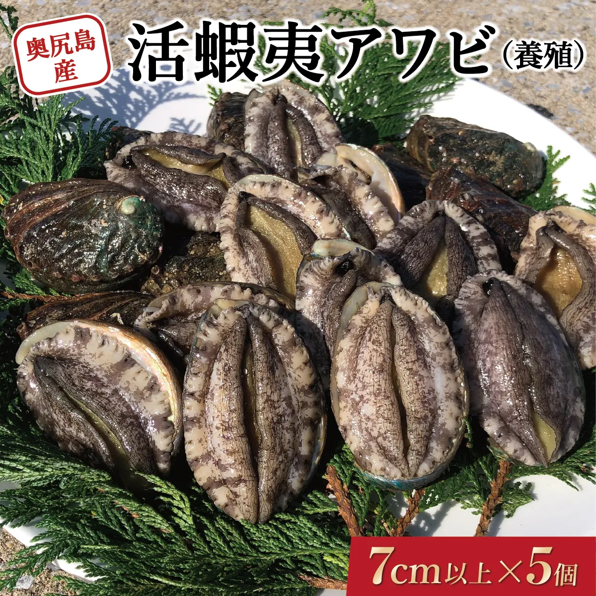 奥尻島産 活蝦夷アワビ（養殖）5個入り 70mm以上 | 北海道 奥尻町 送料無料 OKS03-001