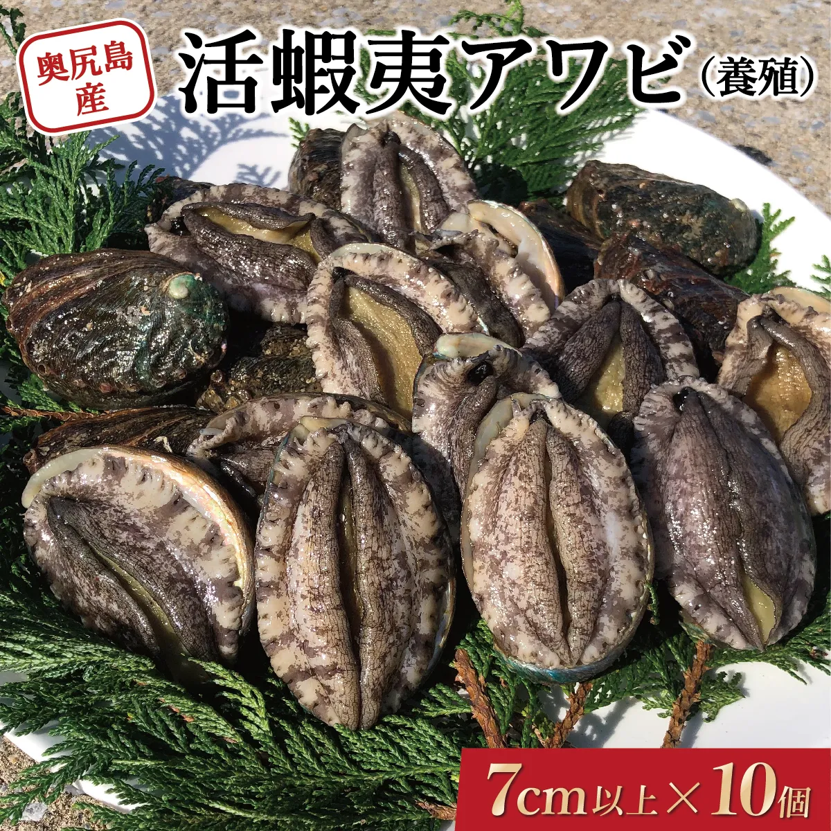 奥尻島産 活蝦夷アワビ（養殖）10個入り 70mm以上 | 北海道 奥尻町 送料無料 OKS03-002