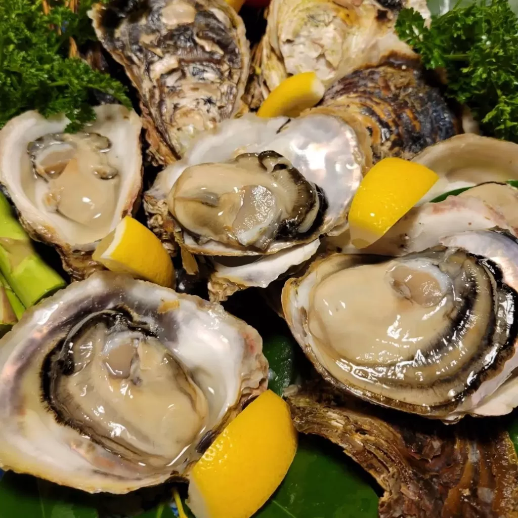 【先行予約 2026年7月20日より発送】奥尻島産養殖岩ガキ【Mサイズ】殻付き 20個入り（加熱食用）〜豊かな海が育てた海の宝石〜 | 冷蔵 | 北海道 奥尻町 送料無料