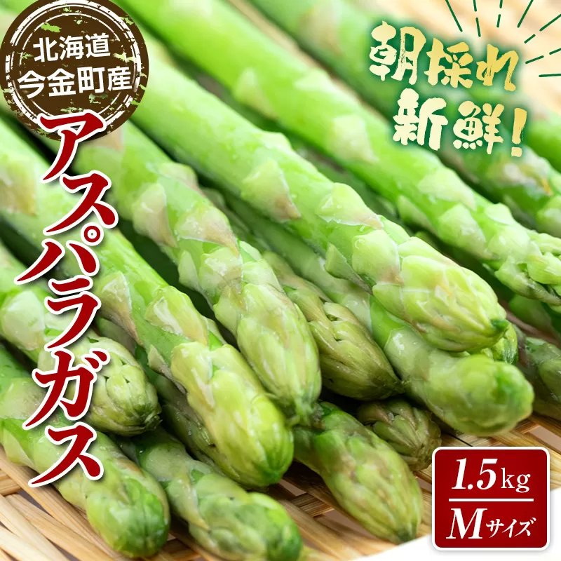 【先行予約】朝採れ新鮮アスパラ 1.5kg（Mサイズ）（2025年3月下旬〜6月中旬または7月上旬〜9月上旬頃発送） 野菜 秀品 北海道産 バーベキュー BBQ キャンプ 旬野菜 アスパラガス 栄養満点 冷蔵発送 F21W-454