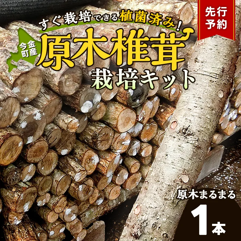 【先行予約】北海道今金町産 原木しいたけ栽培キット しいたけ原木1本 椎茸 シイタケ きのこ キノコ 野菜 採れたて F21X-593