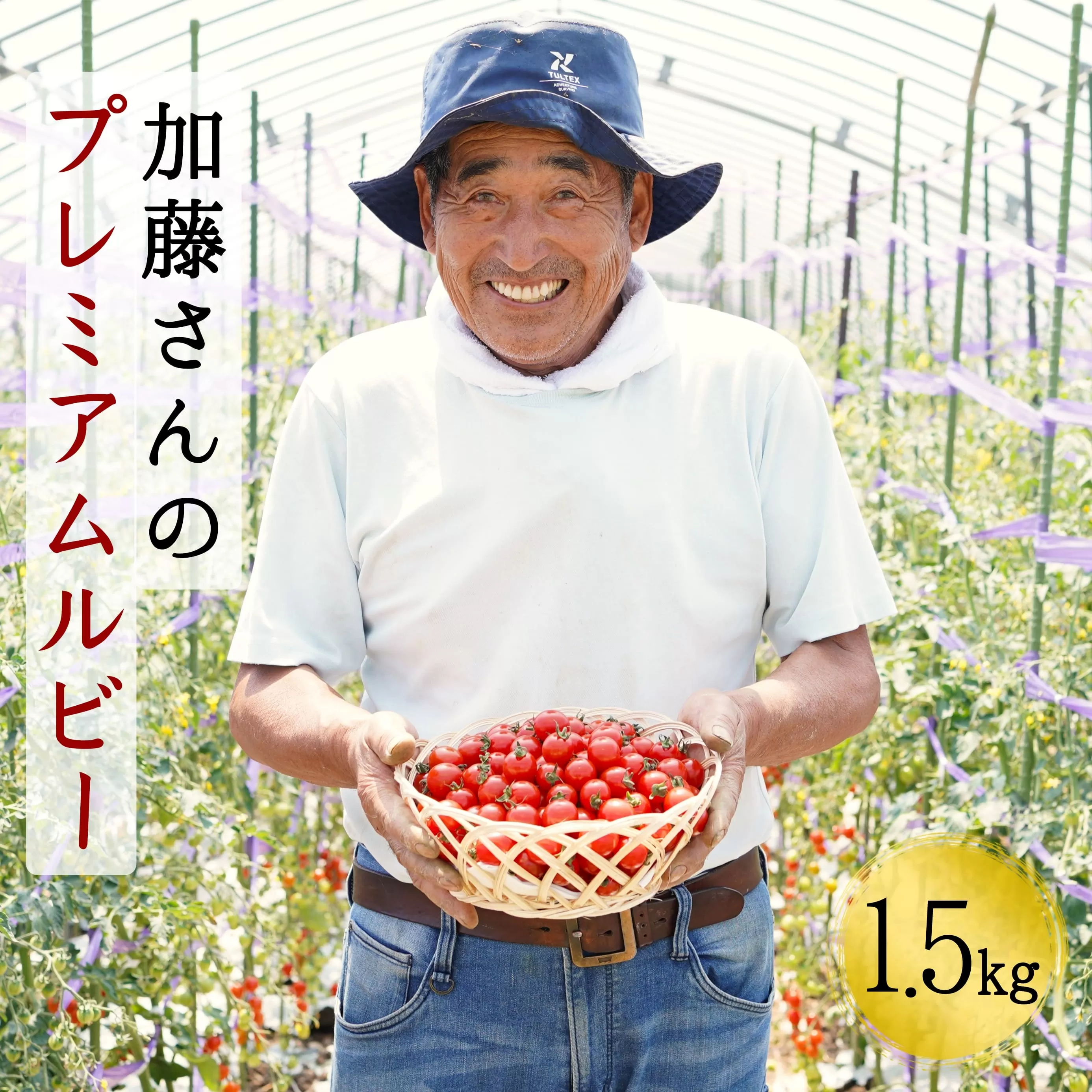 加藤さんのプレミアムルビー　1.5kg　北海道産高糖度フルーツミニトマト　せたな町ふるさと納税