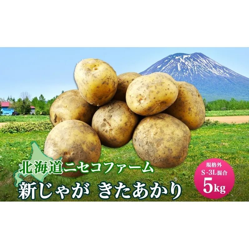 北海道産 じゃがいも きたあかり 5kg 規格外 訳あり S-3L サイズ混合 新じゃが 芋 ジャガイモ いも 野菜 農作物 お取り寄せ キタアカリ馬鈴薯 ニセコファーム 送料無料 北海道 倶知安町 