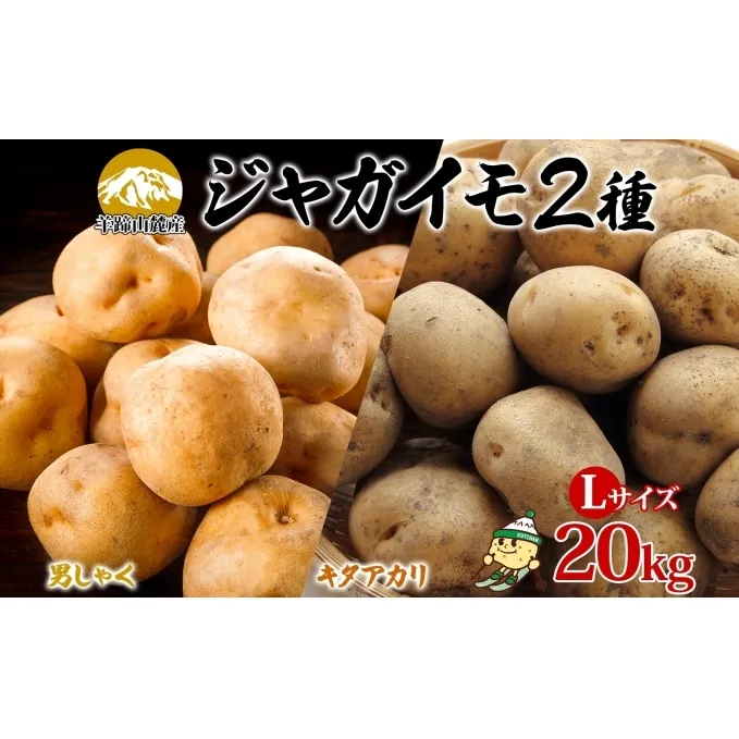北海道産じゃがいも 男爵 キタアカリ各約10kg Lサイズ ジャガイモ 男爵いも 北あかり 馬鈴薯 ポテト 根菜 常備野菜 産直 国産 JAようてい 送料無料 北海道北海道のジャガイモ 食品 