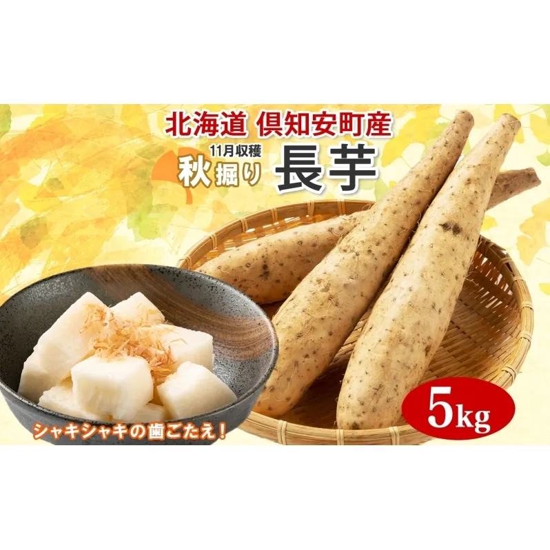 【 2026年 出荷 】 北海道 倶知安町産 長芋 2L×約6本 計5kg 秋堀り 芋 ながいも とろろ 新鮮 フレッシュ 野菜 農作物 産直 山芋 麦とろ 山かけ おつまみ グリーンアースファーム 送料無料 北海道 倶知安町 新鮮野菜