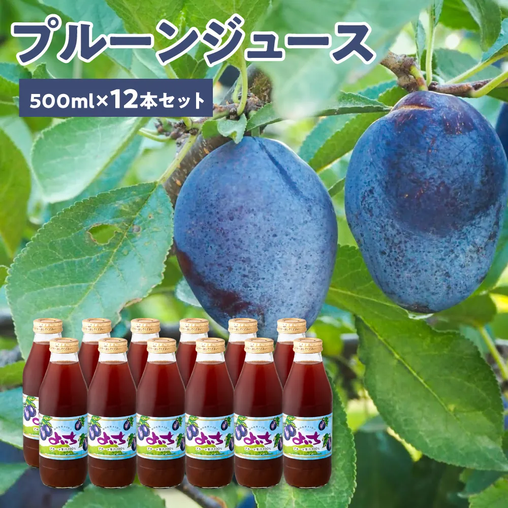 余市産 無添加 プルーン果汁100％ジュース 500ml×12本セット 鉄分 食物繊維 ポリフェノール 栄養豊富 濃厚_Y018-0075