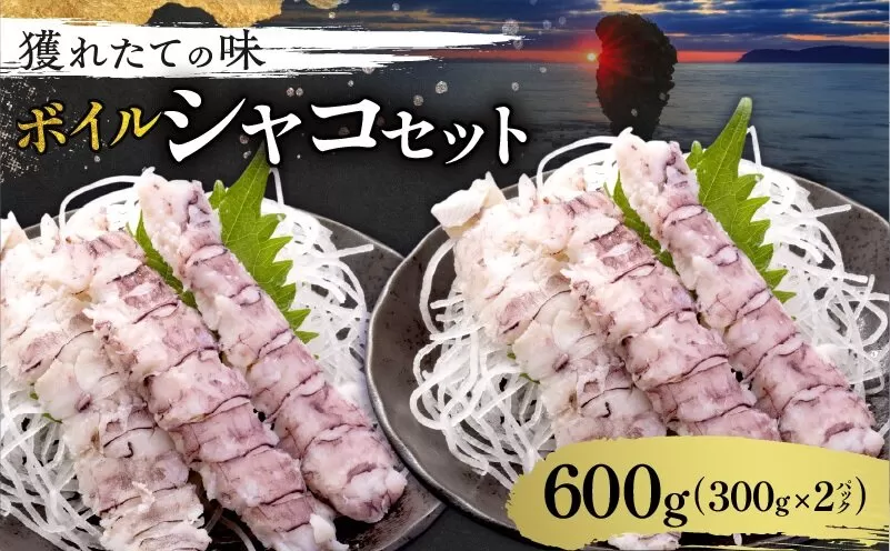 獲れたての味！北海道余市産 ボイルシャコ 300g×2パック 計600g 冷凍 国産 蝦蛄 殻付き 解凍後そのまま 刺身 寿司 天ぷら 鍋 わさび醤油 プリプリ食感 高タンパク DHA EPA 送料無料_Y022-0022