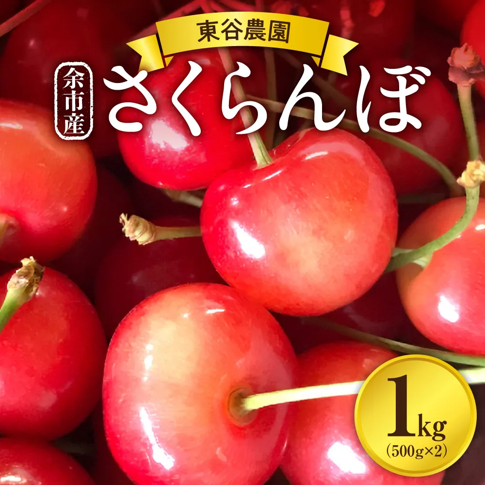 【先行予約：2027年初夏発送】さくらんぼ 毎年大好評！こだわりの東谷農園 余市産 さくらんぼ 1kg_Y037-0347