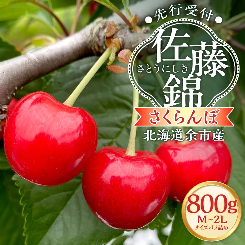 【2027年産 先行予約】＜北海道余市産＞さくらんぼ「佐藤錦」（M～2Lサイズバラ詰め）400g×2パック さくらんぼ 佐藤錦 サクランボ 人気さくらんぼ 佐藤錦 さくらんぼ_Y103-0070