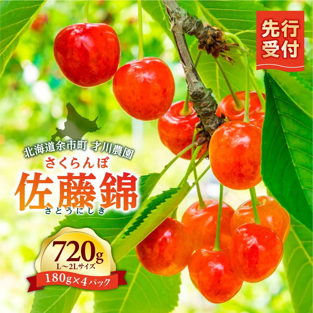 【先行予約：2026年6月下旬以降発送】北海道余市産 佐藤錦 720g L～2Lサイズ 才川農園 さくらんぼの王様 完熟もぎたて 産地直送 寒暖差栽培 完熟 フルーツ ギフト 送料無料_Y168-0001