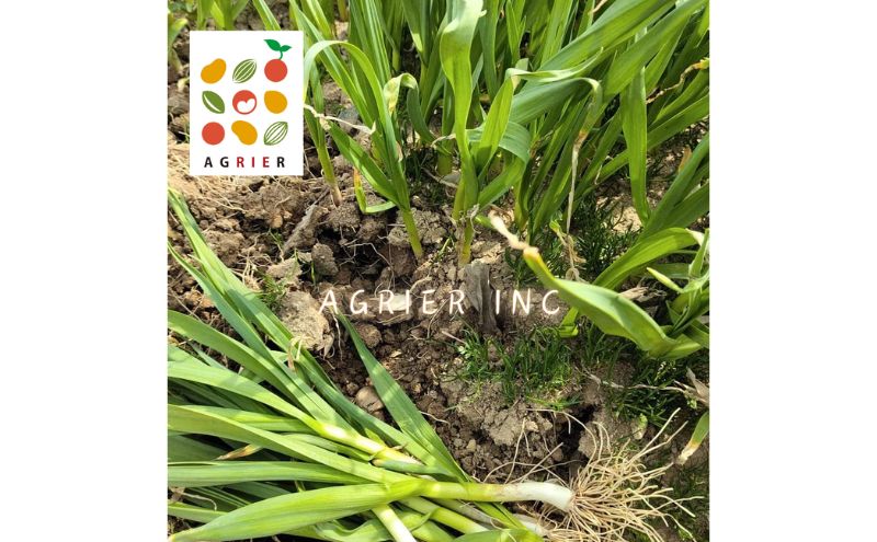令和8年産】 先行予約 北海道 上富良野町 産 葉 にんにく 約400g×2
