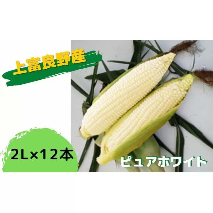 地元上富良野産 とうもろこし ピュアホワイト 12本セット 野菜 トウモロコシ コーン 