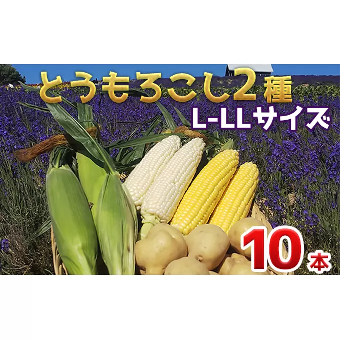 【 2025年 発送 】先行予約 かんのファーム 産 とうもろこし 食べ比べ 10本 セット( じゃがいも 付 ) 北海道 上富良野町 とうもろこし トウモロコシ セット じゃがいも ジャガイモ 先行受付 雪の妖精 ゴールドラッシュ 