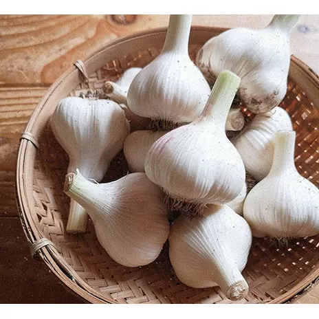 オーガニック 上富良野町産ニンニク 1kg（15～20個） 野菜 