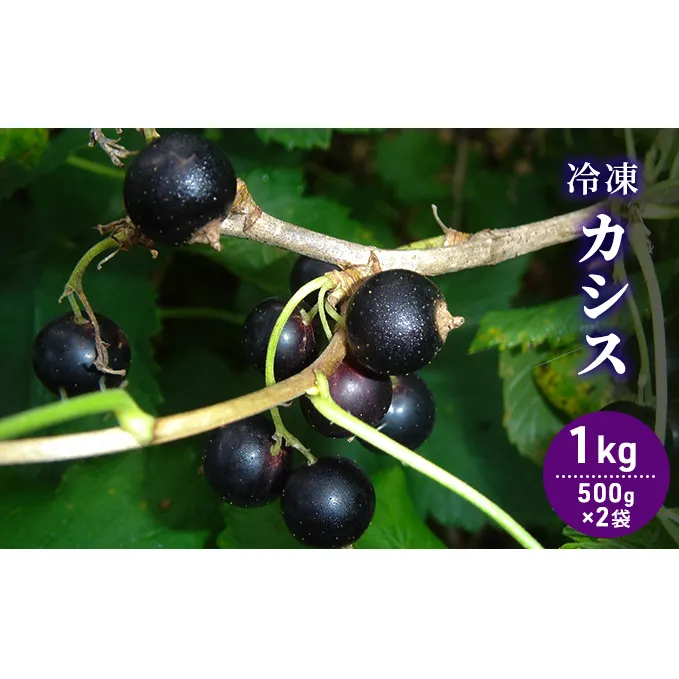 自家農園産・冷凍カシス1kg（500g×2袋） 果物 果実 フルーツ セット 詰め合わせ 