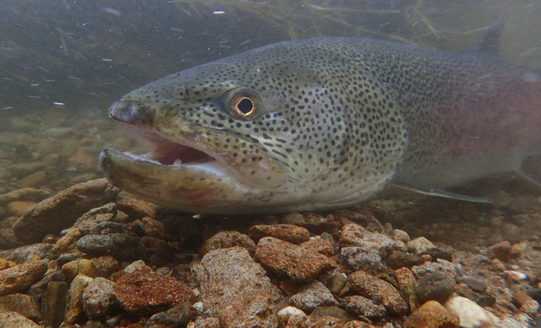  幻の魚「イトウ」を保護する町