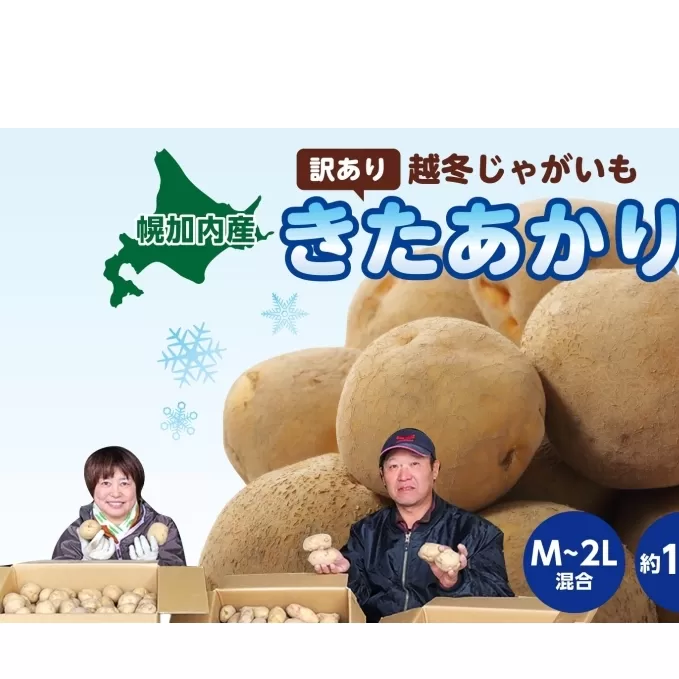 北海道産 訳あり 越冬 じゃがいも きたあかり M～2L 約10kg ジャガイモ 馬鈴薯 ポテト キタアカリ 芋 いも イモ 旬 冬 農作物 訳アリ 規格外 家庭用 北海道 お取り寄せ 産地直送 笠井ファーム 送料無料 幌加内 野菜 