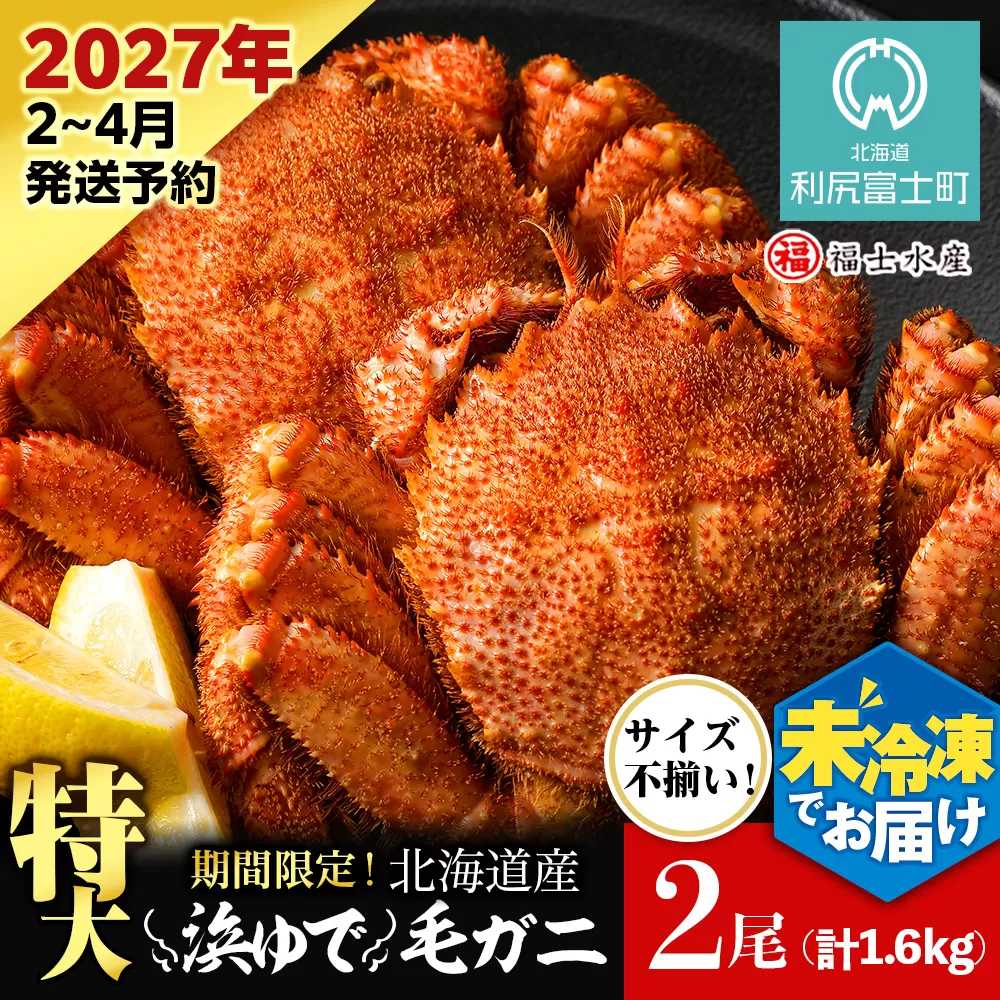 【2027年発送予約】チルドでお届け！ 浜茹で毛ガニ特大２尾（不揃い合計約1.6kg） 〈福士水産〉