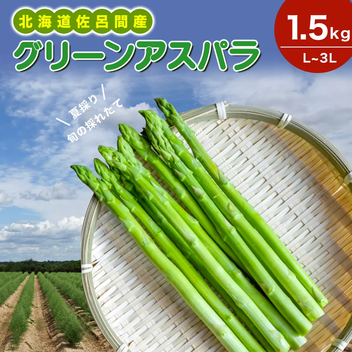 【夏採り】 グリーンアスパラ 1.5kg（L〜3L）旬の採れたて 北海道 佐呂間産 （2025年7月出荷開始先行予約） SRMM005