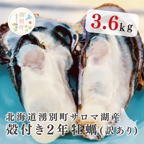 ≪先行予約≫北海道湧別町サロマ湖産　殻付き2年牡蠣3.6㎏（約38個入）かき　海鮮　魚貝　国産　生牡蠣　生食　冷蔵　産地直送　サロマ湖　オホーツク　北海道