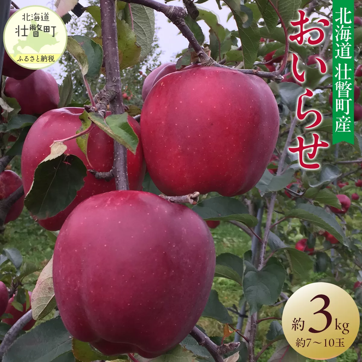 ＜2025年11月初旬よりお届け＞ 北海道壮瞥町 りんご 品種名「おいらせ」約7～10玉 約3kg SBTF005