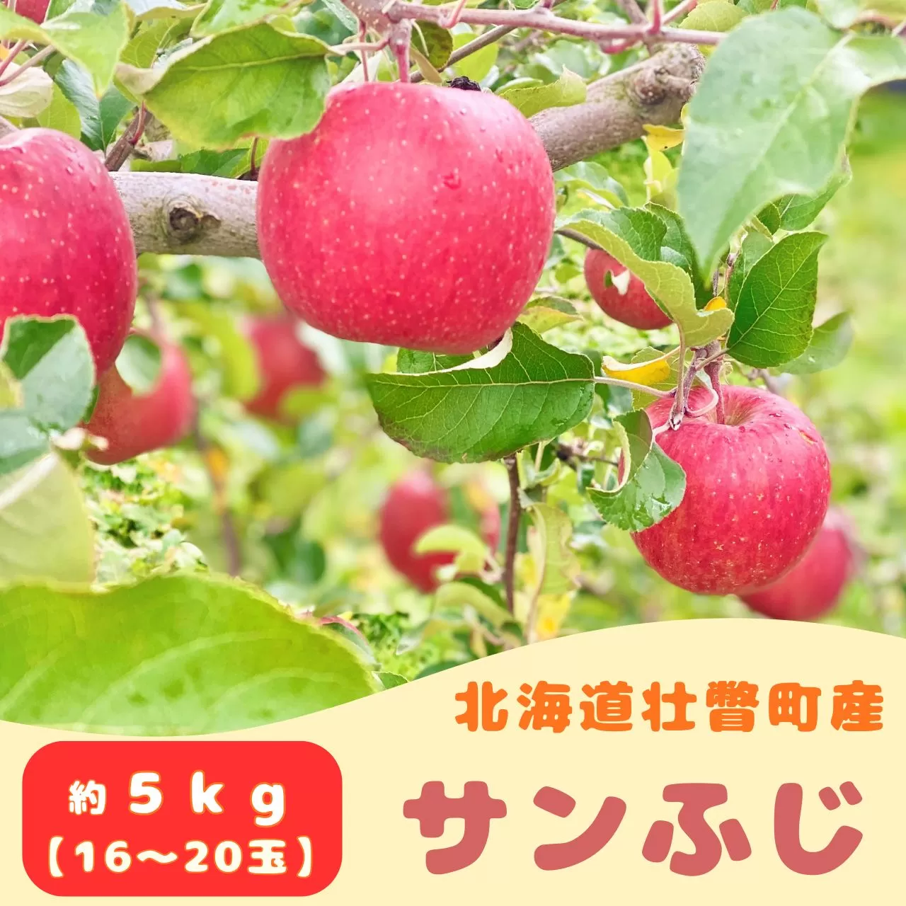 ファームアグリエイトのりんご「サンふじ」約5kg（16～20玉）  SBTB015