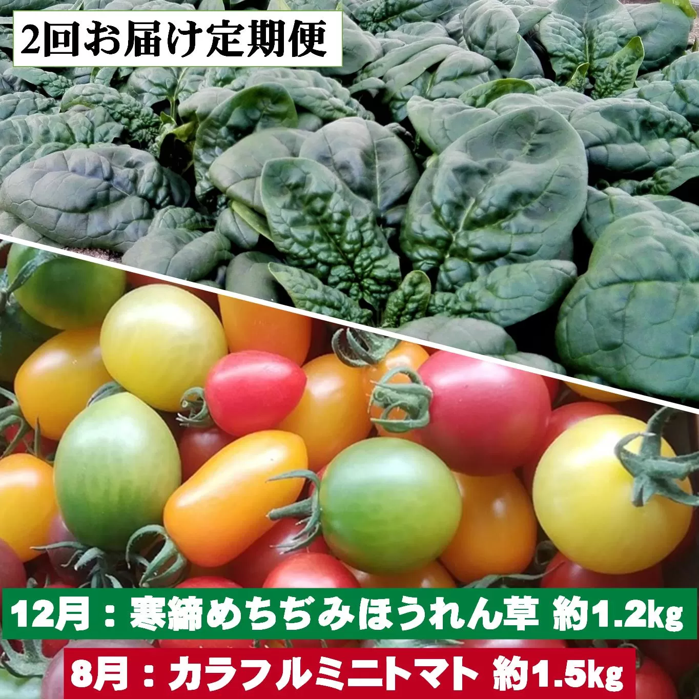 ＜2025年12月・2026年8月お届け＞大作農園　寒締めちぢみほうれん草約1.2kg・カラフルミニトマト約1.5kg　2回お届け定期便　SBTR006