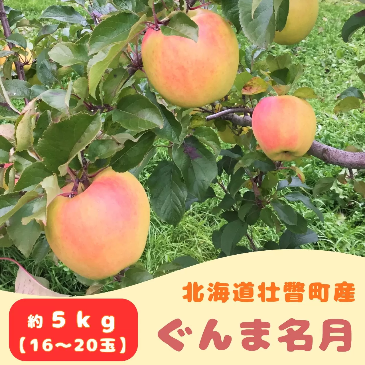 ファームアグリエイトのりんご「ぐんま名月」 約5kg（16～20玉）  SBTB014