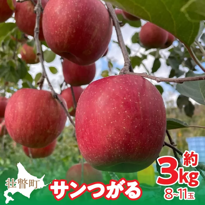 ＜2025年9月下旬〜10月中旬頃までのお届け＞ 北海道壮瞥町 りんご 品種名「サンつがる」8〜11玉約3kg SBTF001
