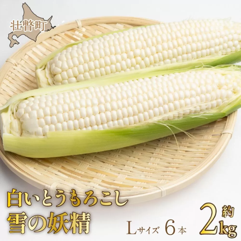 ＜2026年8月下旬よりお届け＞【朝採り】北海道壮瞥産 白いとうもろこし「雪の妖精」Lサイズ6本(約2kg) SBTQ005