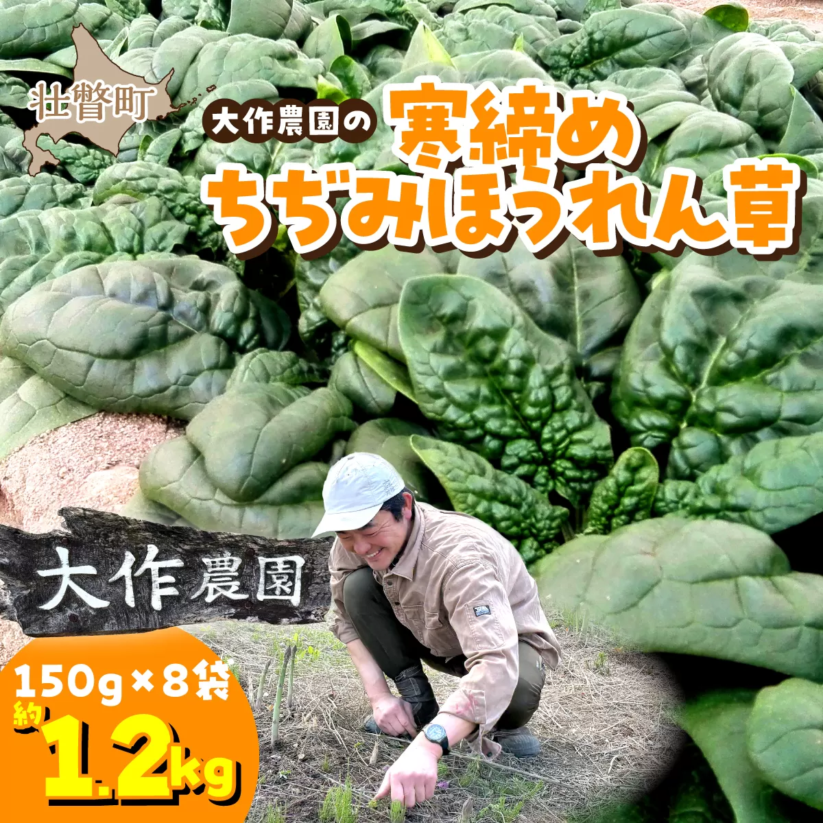 ＜2026年12月上旬よりお届け＞大作農園の寒締めちぢみほうれん草　約1.2kg SBTR001