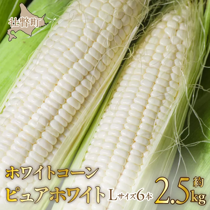 ＜2025年8月中旬よりお届け＞【朝採り】北海道壮瞥町産　ホワイトコーン「ピュアホワイト」Lサイズ以上6本（約2.5kg） SBTQ004