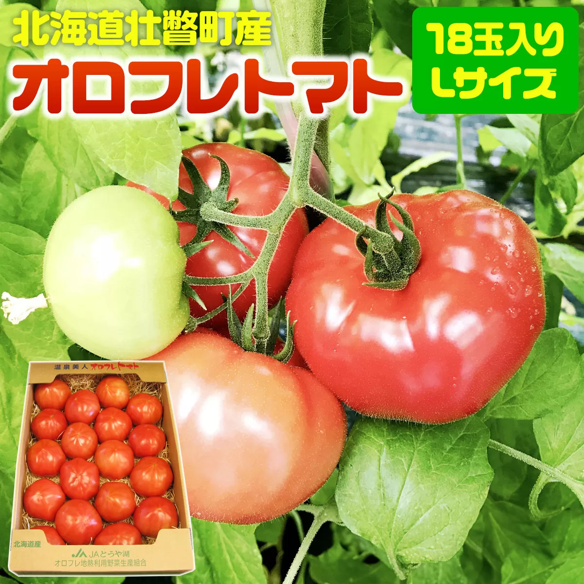 ＜2026年3月上旬より順次お届け＞北海道壮瞥産 オロフレトマト18玉入り（Lサイズ） SBTA029